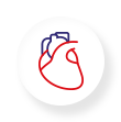 układ krążenia i serca
